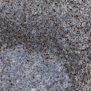 NBP1-82680 - ZFP276