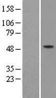 NBL1-10680 - ZNF312 Lysate