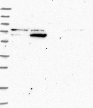 NBP1-86836 - ZNF324