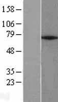 NBL1-18130 - ZNF354A Lysate