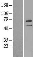 NBL1-18131 - ZNF354B Lysate