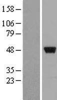 NBL1-18135 - ZNF385 Lysate
