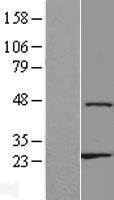NBL1-18138 - ZNF385D Lysate