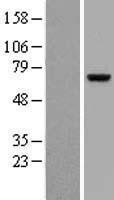 NBL1-18139 - ZNF394 Lysate