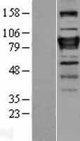 NBL1-18143 - ZNF408 Lysate