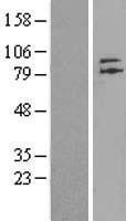 NBL1-18144 - ZNF41 Lysate