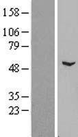 NBL1-18154 - ZNF436 Lysate