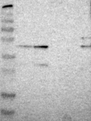 NBP1-80593 - ZNF446