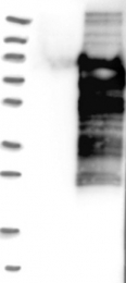 NBP1-87389 - ZSCAN18