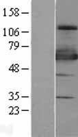 NBL1-18269 - ZNF447 Lysate