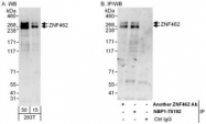 NBP1-78192 - ZNF462