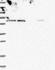 NBP1-84088 - ZNF48