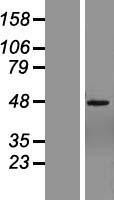 NBL1-18163 - ZNF485 Lysate