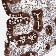 NBP1-82006 - ZNF488