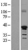NBL1-18164 - ZNF488 Lysate