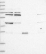NBP1-81502 - ZNF500