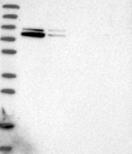 NBP1-82932 - ZNF507