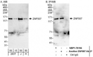 NBP1-78194 - ZNF507