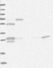 NBP1-92628 - ZNF509