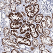 NBP1-81953 - ZNF519