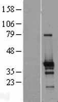 NBL1-18171 - ZNF524 Lysate