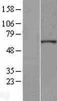 NBL1-18174 - ZNF529 Lysate