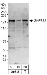 NBP1-78731 - ZNF532