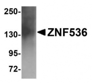 NBP1-77092 - ZNF536