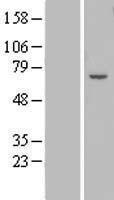 NBL1-18023 - ZNF545 Lysate