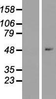 NBL1-18178 - ZNF547 Lysate