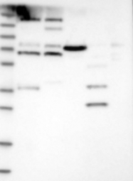 NBP1-81970 - ZNF549
