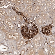 NBP1-81084 - ZNF557
