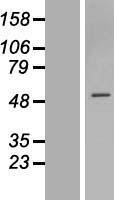 NBL1-18187 - ZNF563 Lysate