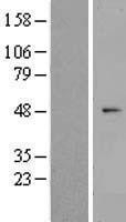 NBL1-18190 - ZNF566 Lysate