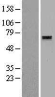 NBL1-18202 - ZNF596 Lysate