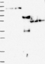 NBP1-84659 - ZNF598
