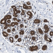 NBP1-82133 - ZNF614