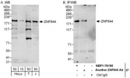 NBP1-78195 - ZNF644