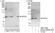 NBP1-78196 - ZNF652