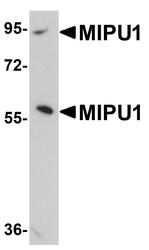 NBP1-77357 - ZNF667