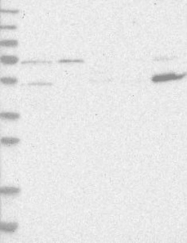 NBP1-82676 - ZNF677
