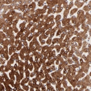 NBP1-81878 - ZNF680