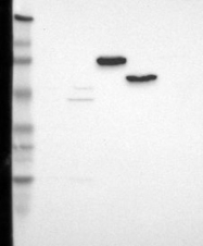 NBP1-81878 - ZNF680