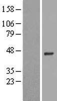 NBL1-18226 - ZNF684 Lysate