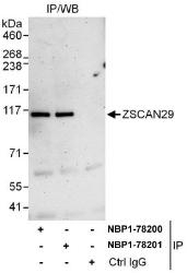 NBP1-78200 - ZSCAN29