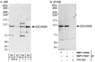 NBP1-78201 - ZSCAN29