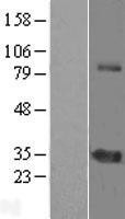 NBL1-18230 - ZNF691 Lysate