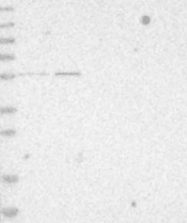 NBP1-80783 - ZNF695