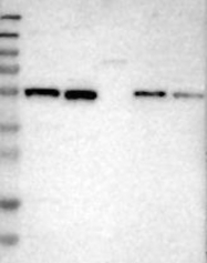 NBP1-84402 - ZNF70