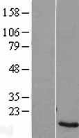 NBL1-18237 - ZNF706 Lysate
